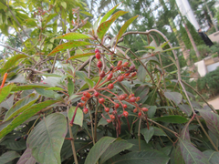 Hamelia patens