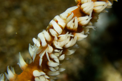 Pontonides ankeri