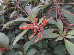 Hamelia patens