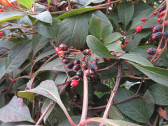 Hamelia patens