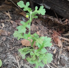 Grangea maderaspatana