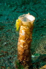 Lubricogobius exiguus