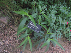 Magnoliopsida