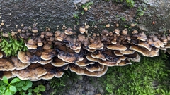 Fungi