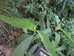 Magnoliopsida