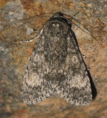 Acronicta megacephala