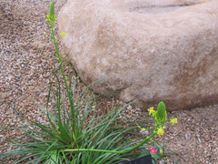Bulbine abyssinica