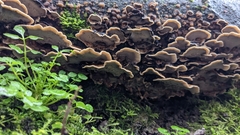 Fungi