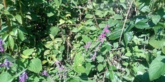 Salvia purpurea