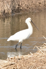 Platalea leucorodia