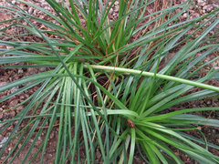 Bulbine abyssinica