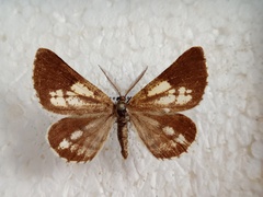 Bupalus piniaria