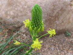 Bulbine abyssinica