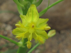 Bulbine abyssinica