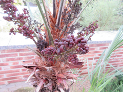 Arecaceae