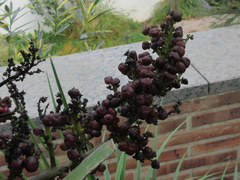 Arecaceae