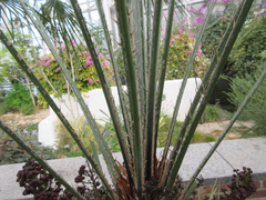 Arecaceae