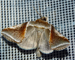 Habrosyne pyritoides