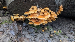 Flammulina velutipes
