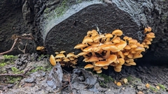 Flammulina velutipes