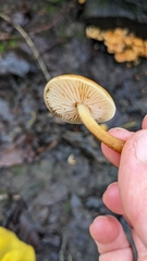 Flammulina velutipes