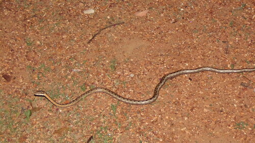 Tanganyika Sand Snake