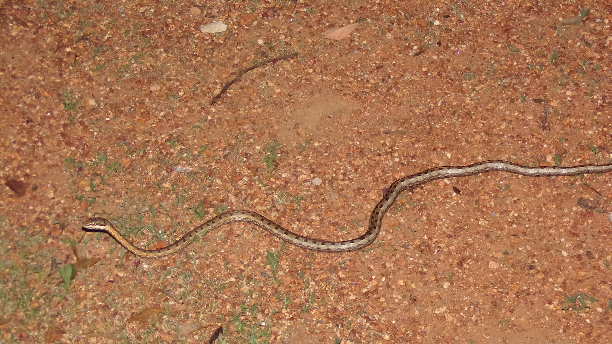 Tanganyika Sand Snake photo 3