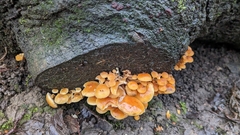 Flammulina velutipes