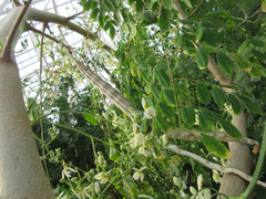 Moringa