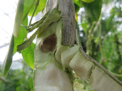Moringa
