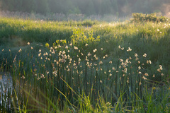 Schoenoplectus lacustris