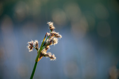 Schoenoplectus lacustris