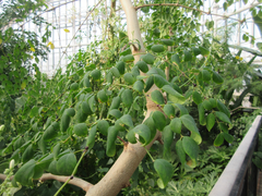 Moringa