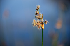 Schoenoplectus lacustris