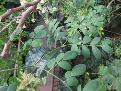 Moringa
