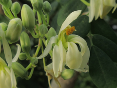 Moringa