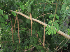 Moringa