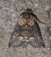 Abrostola asclepiadis