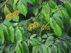 Magnoliopsida