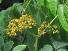 Magnoliopsida