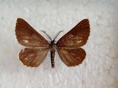 Bupalus piniaria