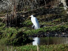 Ardea alba egretta