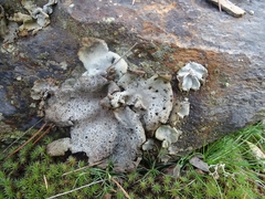 Umbilicaria crustulosa