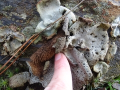 Umbilicaria crustulosa
