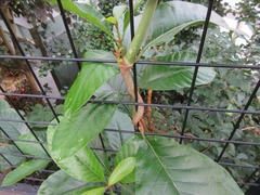 Magnoliopsida