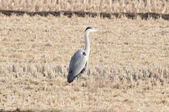 Ardea cinerea