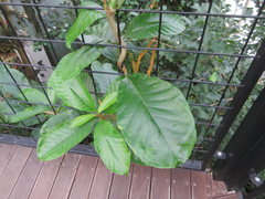 Magnoliopsida