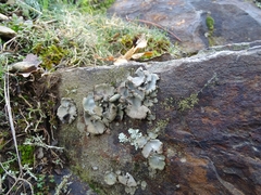 Umbilicaria crustulosa