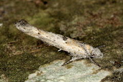 Zelleria oleastrella