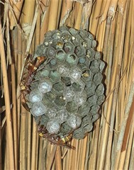 Polistes badius
